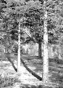 Сосны, освещенные солнцем. Худ. И.И. Шишкин. 1886 г.